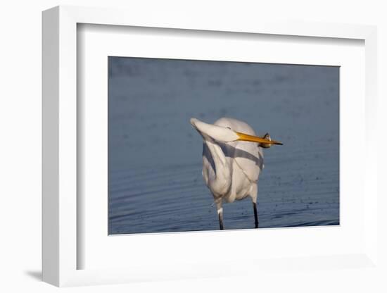 Great Egret (Ardea Alba)-Lynn M^ Stone-Framed Photographic Print