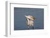 Great Egret (Ardea Alba)-Lynn M^ Stone-Framed Photographic Print