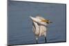 Great Egret (Ardea Alba)-Lynn M^ Stone-Mounted Photographic Print