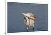 Great Egret (Ardea Alba)-Lynn M^ Stone-Framed Photographic Print