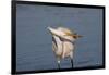 Great Egret (Ardea Alba)-Lynn M^ Stone-Framed Photographic Print