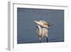 Great Egret (Ardea Alba)-Lynn M^ Stone-Framed Photographic Print