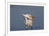 Great Egret (Ardea Alba)-Lynn M^ Stone-Framed Photographic Print