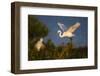 Great Egret (Ardea alba)-Larry Ditto-Framed Photographic Print