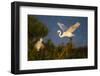 Great Egret (Ardea alba)-Larry Ditto-Framed Photographic Print