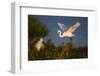 Great Egret (Ardea alba)-Larry Ditto-Framed Photographic Print