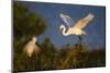 Great Egret (Ardea alba)-Larry Ditto-Mounted Photographic Print