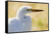 Great Egret, backlight silhouette-Ken Archer-Framed Stretched Canvas