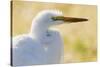 Great Egret, backlight silhouette-Ken Archer-Stretched Canvas
