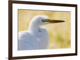 Great Egret, backlight silhouette-Ken Archer-Framed Photographic Print