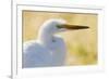 Great Egret, backlight silhouette-Ken Archer-Framed Photographic Print