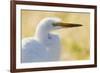 Great Egret, backlight silhouette-Ken Archer-Framed Photographic Print