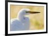 Great Egret, backlight silhouette-Ken Archer-Framed Photographic Print