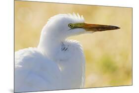 Great Egret, backlight silhouette-Ken Archer-Mounted Photographic Print