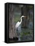 Great Egret, Caddo Lake, Texas, USA-Larry Ditto-Framed Stretched Canvas