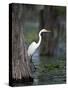 Great Egret, Caddo Lake, Texas, USA-Larry Ditto-Stretched Canvas