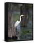 Great Egret, Caddo Lake, Texas, USA-Larry Ditto-Framed Stretched Canvas