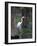 Great Egret, Caddo Lake, Texas, USA-Larry Ditto-Framed Photographic Print