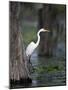 Great Egret, Caddo Lake, Texas, USA-Larry Ditto-Mounted Photographic Print