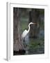 Great Egret, Caddo Lake, Texas, USA-Larry Ditto-Framed Photographic Print