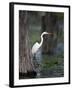 Great Egret, Caddo Lake, Texas, USA-Larry Ditto-Framed Photographic Print