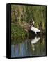 Great Egret, Caddo Lake, Texas, USA-Larry Ditto-Framed Stretched Canvas