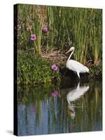 Great Egret, Caddo Lake, Texas, USA-Larry Ditto-Stretched Canvas