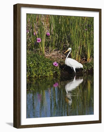 Great Egret, Caddo Lake, Texas, USA-Larry Ditto-Framed Premium Photographic Print