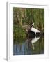 Great Egret, Caddo Lake, Texas, USA-Larry Ditto-Framed Premium Photographic Print