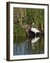 Great Egret, Caddo Lake, Texas, USA-Larry Ditto-Framed Premium Photographic Print