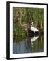 Great Egret, Caddo Lake, Texas, USA-Larry Ditto-Framed Premium Photographic Print