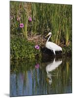 Great Egret, Caddo Lake, Texas, USA-Larry Ditto-Mounted Premium Photographic Print