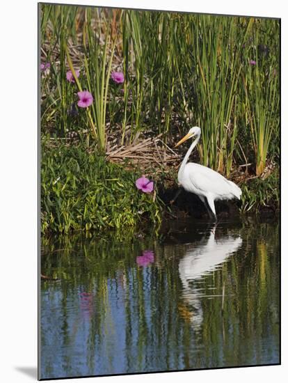 Great Egret, Caddo Lake, Texas, USA-Larry Ditto-Mounted Premium Photographic Print