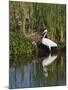 Great Egret, Caddo Lake, Texas, USA-Larry Ditto-Mounted Premium Photographic Print