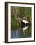 Great Egret, Caddo Lake, Texas, USA-Larry Ditto-Framed Photographic Print