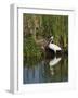 Great Egret, Caddo Lake, Texas, USA-Larry Ditto-Framed Photographic Print