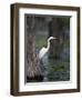 Great Egret, Caddo Lake, Texas, USA-Larry Ditto-Framed Photographic Print