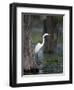 Great Egret, Caddo Lake, Texas, USA-Larry Ditto-Framed Photographic Print