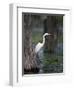 Great Egret, Caddo Lake, Texas, USA-Larry Ditto-Framed Photographic Print