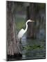 Great Egret, Caddo Lake, Texas, USA-Larry Ditto-Mounted Photographic Print