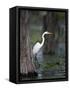 Great Egret, Caddo Lake, Texas, USA-Larry Ditto-Framed Stretched Canvas