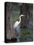 Great Egret, Caddo Lake, Texas, USA-Larry Ditto-Stretched Canvas