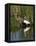 Great Egret, Caddo Lake, Texas, USA-Larry Ditto-Framed Stretched Canvas