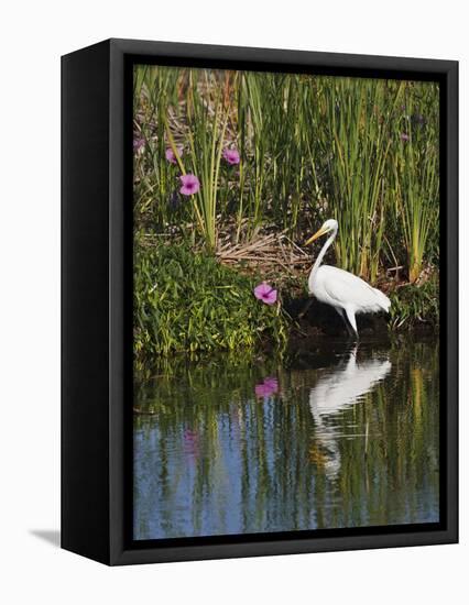 Great Egret, Caddo Lake, Texas, USA-Larry Ditto-Framed Stretched Canvas