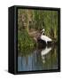 Great Egret, Caddo Lake, Texas, USA-Larry Ditto-Framed Stretched Canvas