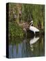 Great Egret, Caddo Lake, Texas, USA-Larry Ditto-Stretched Canvas