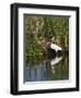 Great Egret, Caddo Lake, Texas, USA-Larry Ditto-Framed Photographic Print