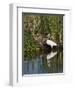 Great Egret, Caddo Lake, Texas, USA-Larry Ditto-Framed Photographic Print