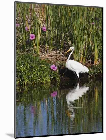 Great Egret, Caddo Lake, Texas, USA-Larry Ditto-Mounted Photographic Print