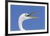 Great Egret (Casmerodius albus) adult, breeding plumage, close-up of head, with beak open-Kevin Elsby-Framed Photographic Print